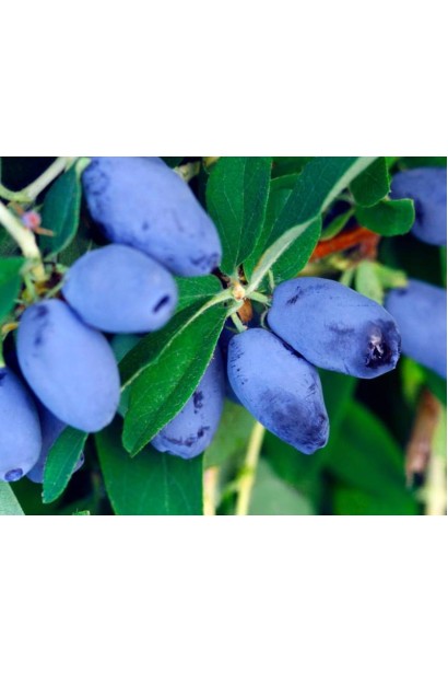 Декоративний кущ жимолості з дозріваючими плодами